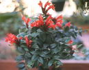 Aeschynanthus Lobbianus